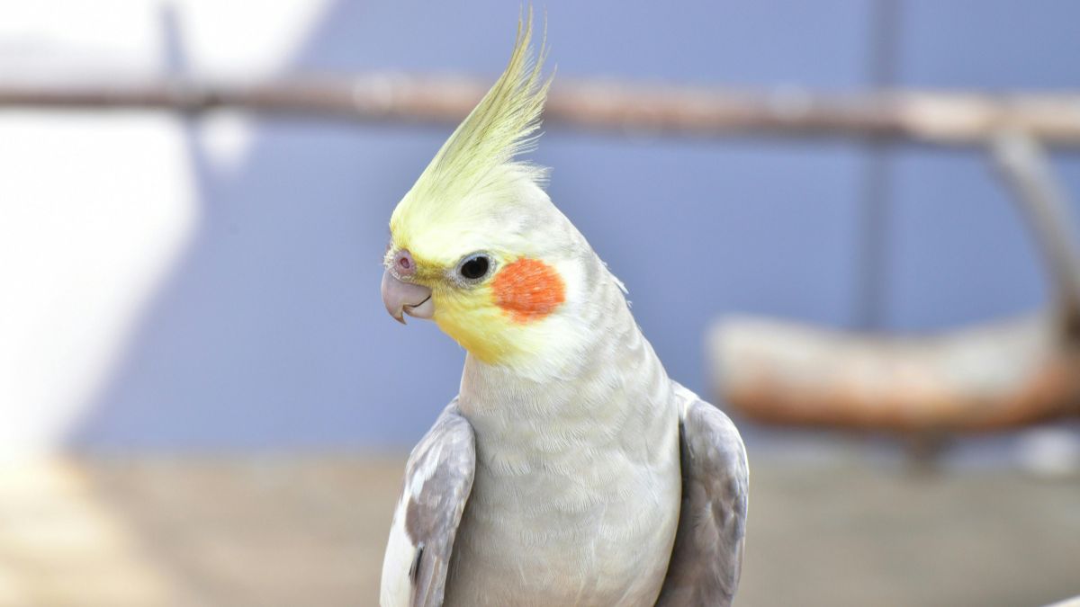 Papagal nimfă cu creastă galbenă și obraje portocalii, pe fundal natural.