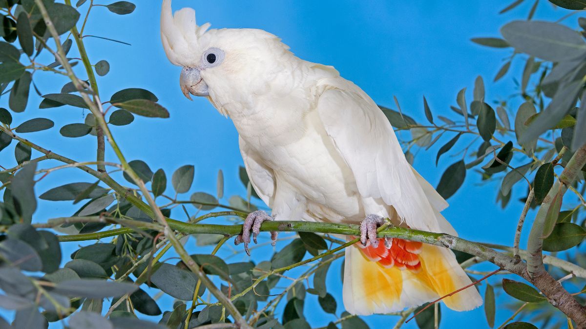 Papagal alb cu cioc mare, așezat pe o ramură verde, cu fundal albastru.