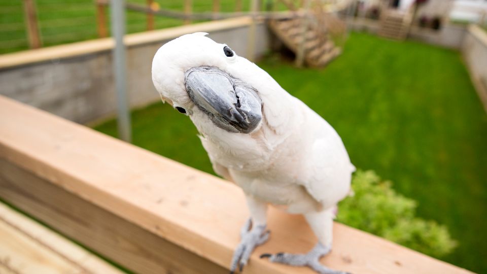 Un papagal alb cu un cioc mare, curiozitate în privire, pe o balustradă.