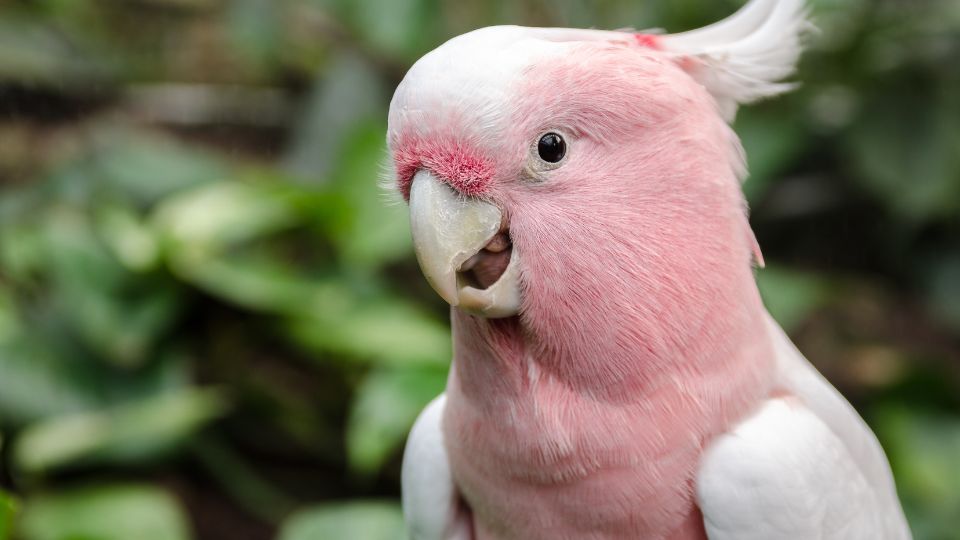 Papagal roz cu pene albe, având un aspect sănătos, înconjurat de vegetație.
