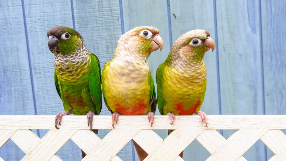 Trei papagali colorați stau pe o barieră, observând împrejurimile.