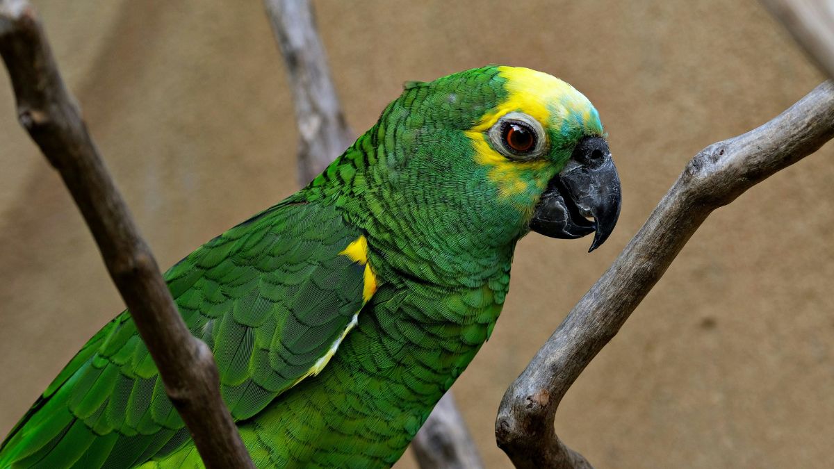 Papagal verde cu detalii galbene pe cap, așezat pe o creangă.